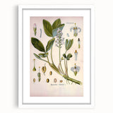 Botanical Art Prints – Vintage Botanical Illustration Art