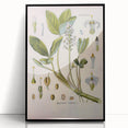 Botanical Art Prints – Vintage Botanical Illustration Art
