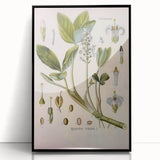 Botanical Art Prints – Vintage Botanical Illustration Art