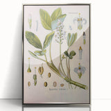 Botanical Art Prints – Vintage Botanical Illustration Art