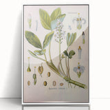 Botanical Art Prints – Vintage Botanical Illustration Art