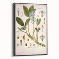 Botanical Art Prints – Vintage Botanical Illustration Art