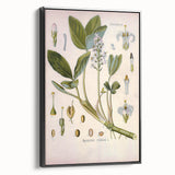 Botanical Art Prints – Vintage Botanical Illustration Art