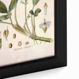 Botanical Art Prints – Vintage Botanical Illustration Art