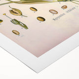 Botanical Art Prints – Vintage Botanical Illustration Art