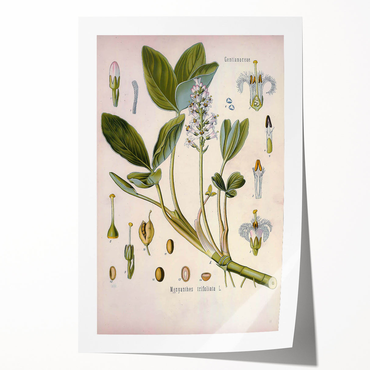 Botanical Art Prints – Vintage Botanical Illustration Art