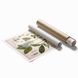 Botanical Art Prints – Vintage Botanical Illustration Art