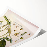 Botanical Art Prints – Vintage Botanical Illustration Art