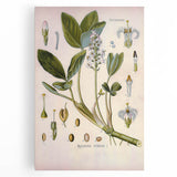 Botanical Art Prints – Vintage Botanical Illustration Art