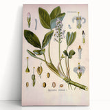 Botanical Art Prints – Vintage Botanical Illustration Art