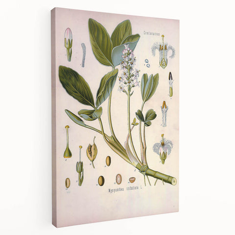 Botanical Art Prints – Vintage Botanical Illustration Art