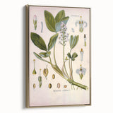 Botanical Art Prints – Vintage Botanical Illustration Art