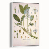 Botanical Art Prints – Vintage Botanical Illustration Art
