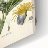 Botanical Art Prints – Vintage Floral Illustration Art