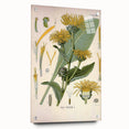 Botanical Art Prints – Vintage Floral Illustration Art