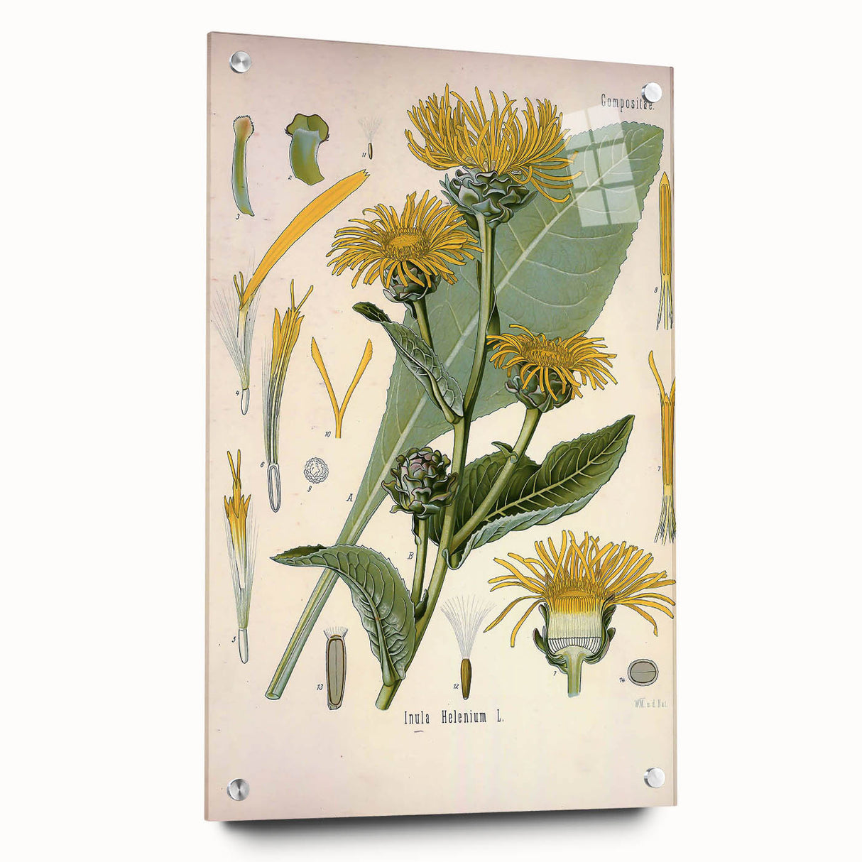 Botanical Art Prints – Vintage Floral Illustration Art