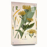 Botanical Art Prints – Vintage Floral Illustration Art