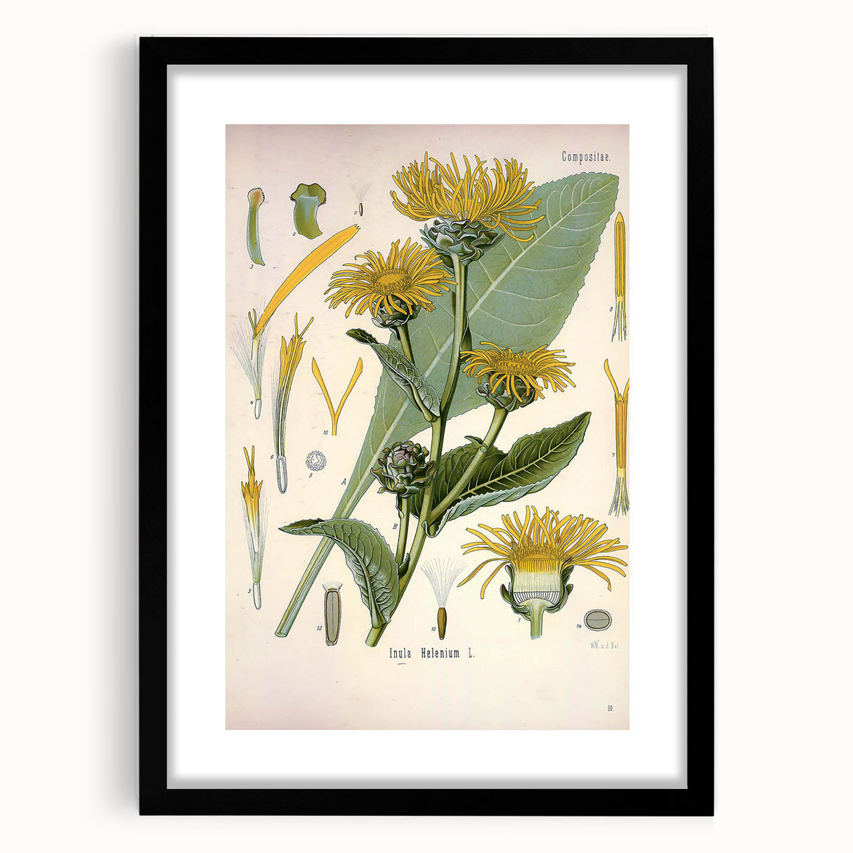 Botanical Art Prints – Vintage Floral Illustration Art