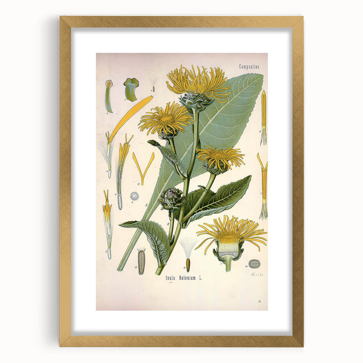 Botanical Art Prints – Vintage Floral Illustration Art