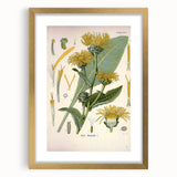 Botanical Art Prints – Vintage Floral Illustration Art