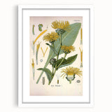 Botanical Art Prints – Vintage Floral Illustration Art