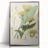 Botanical Art Prints – Vintage Floral Illustration Art