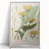 Botanical Art Prints – Vintage Floral Illustration Art
