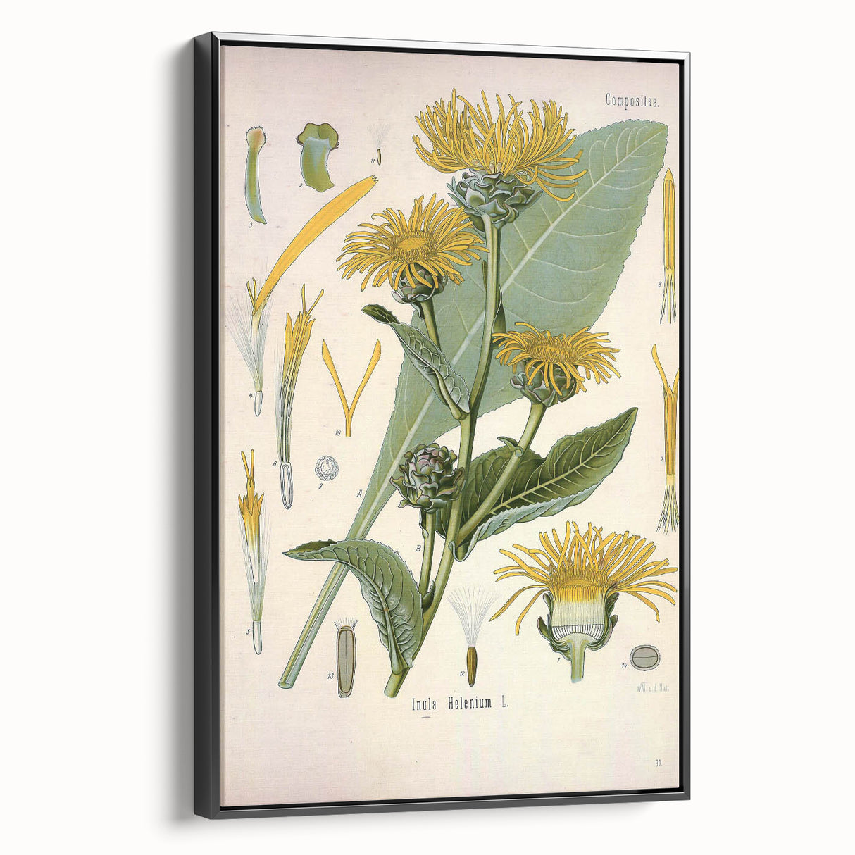 Botanical Art Prints – Vintage Floral Illustration Art