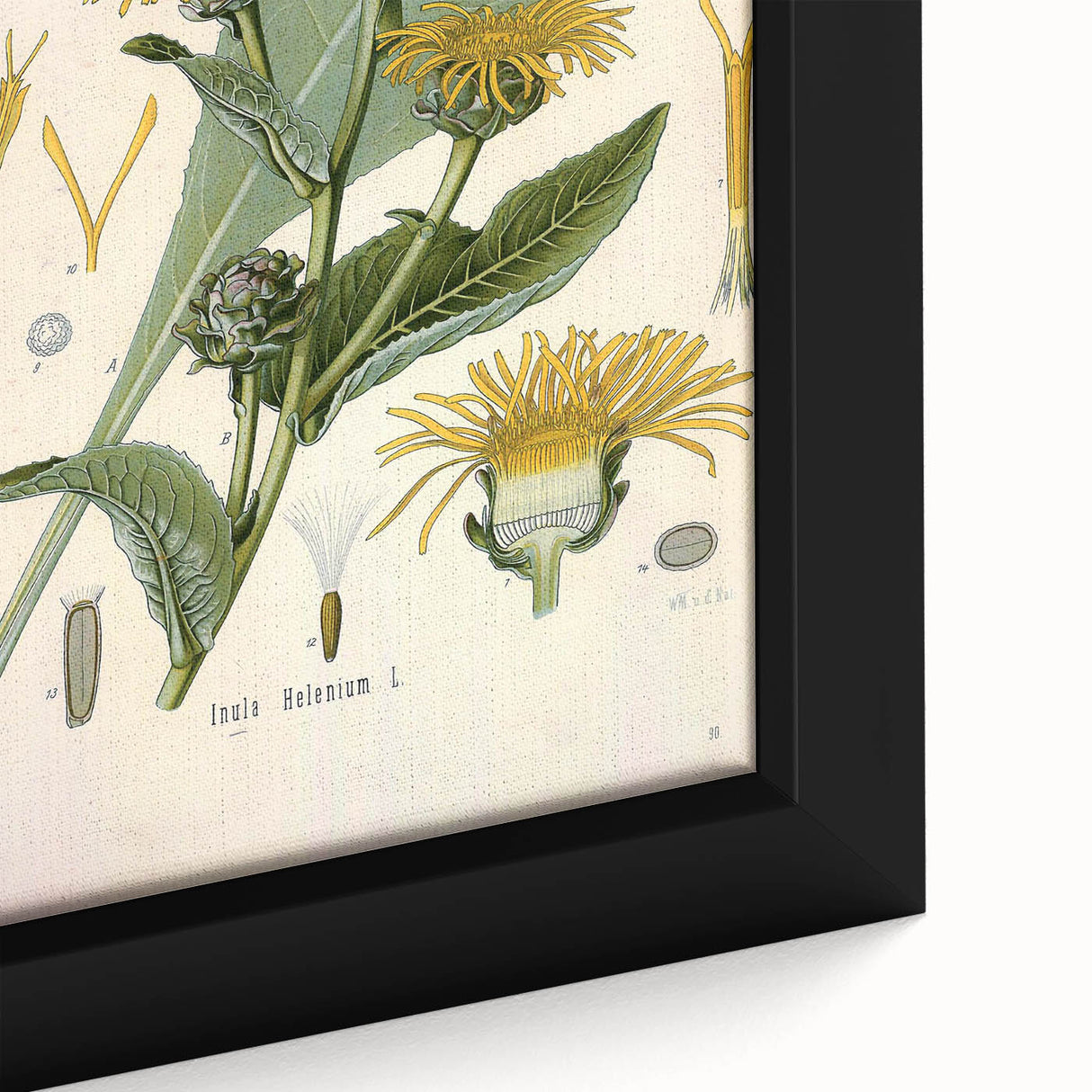 Botanical Art Prints – Vintage Floral Illustration Art