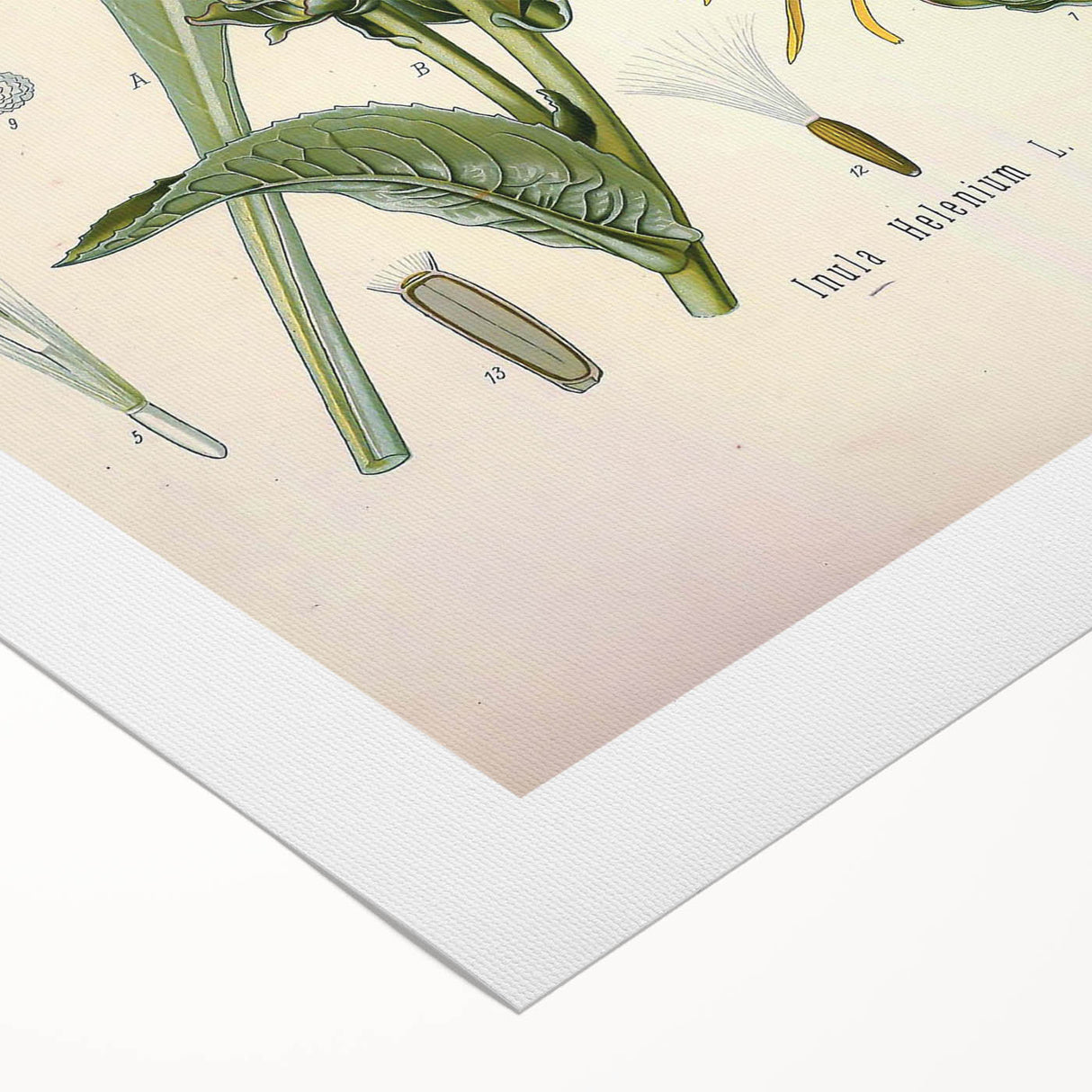 Botanical Art Prints – Vintage Floral Illustration Art