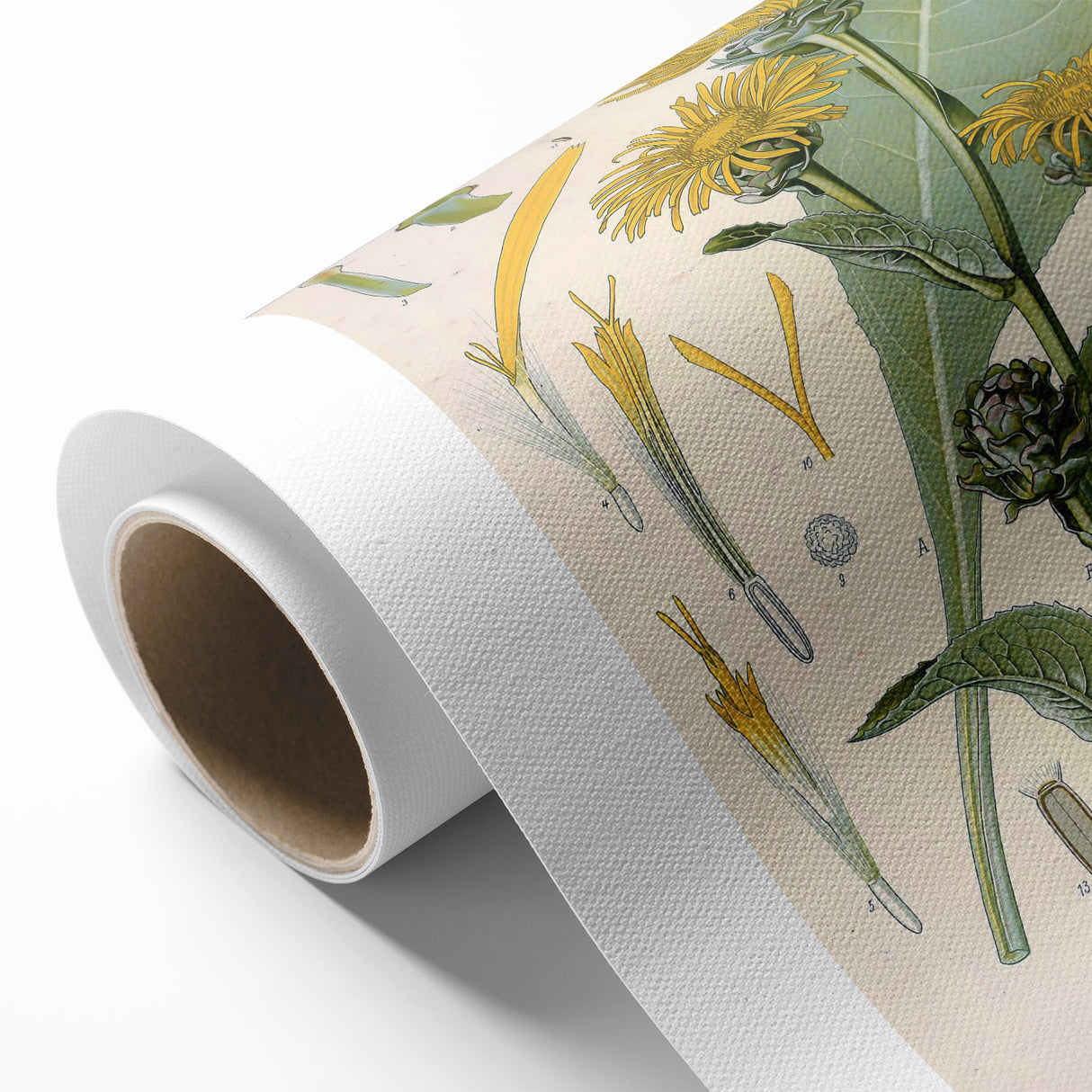 Botanical Art Prints – Vintage Floral Illustration Art