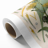 Botanical Art Prints – Vintage Floral Illustration Art
