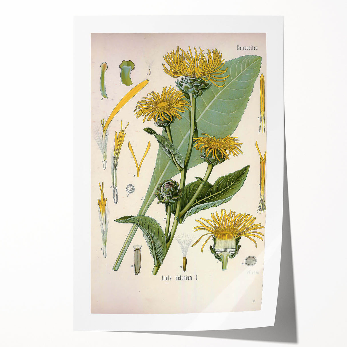 Botanical Art Prints – Vintage Floral Illustration Art