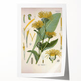 Botanical Art Prints – Vintage Floral Illustration Art