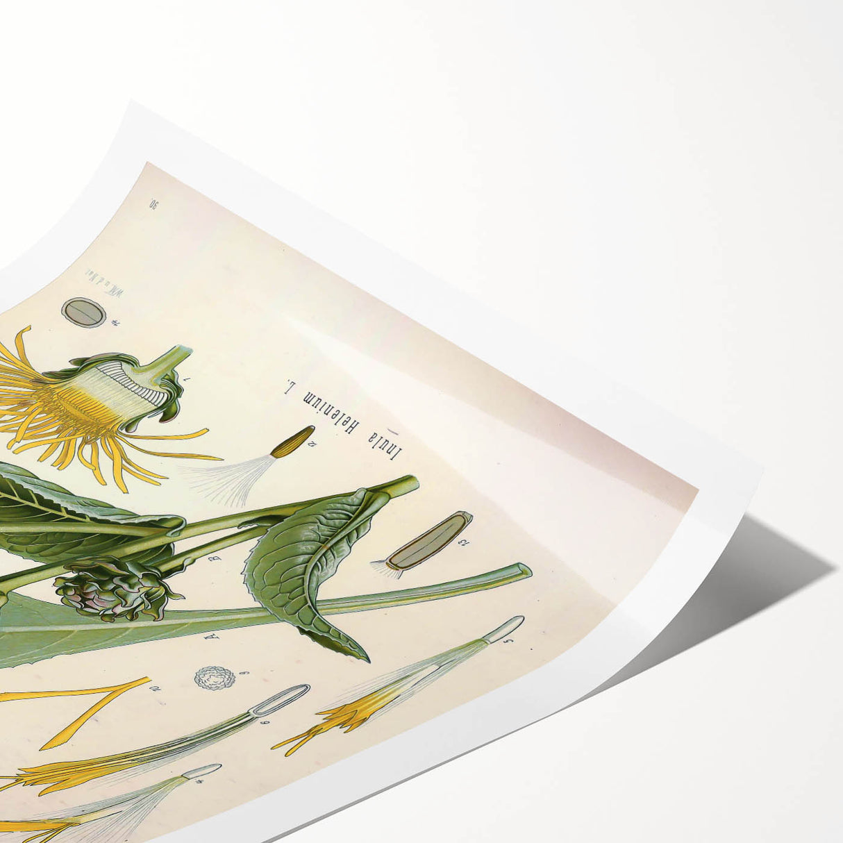 Botanical Art Prints – Vintage Floral Illustration Art