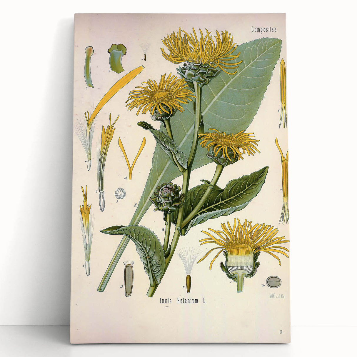 Botanical Art Prints – Vintage Floral Illustration Art