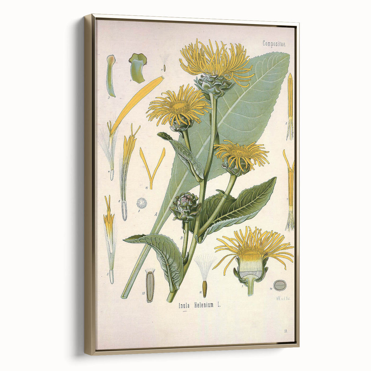 Botanical Art Prints – Vintage Floral Illustration Art