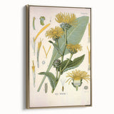 Botanical Art Prints – Vintage Floral Illustration Art