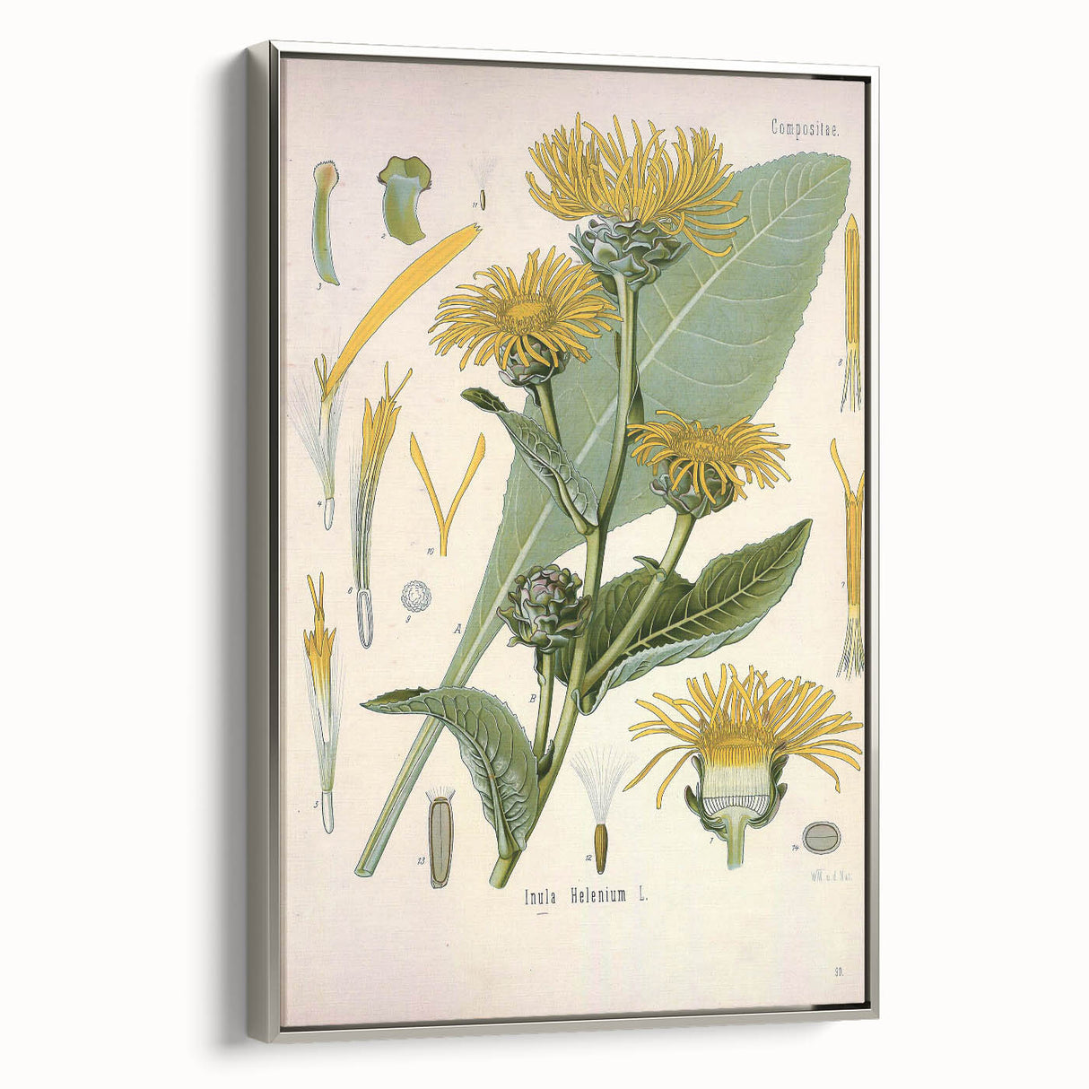 Botanical Art Prints – Vintage Floral Illustration Art