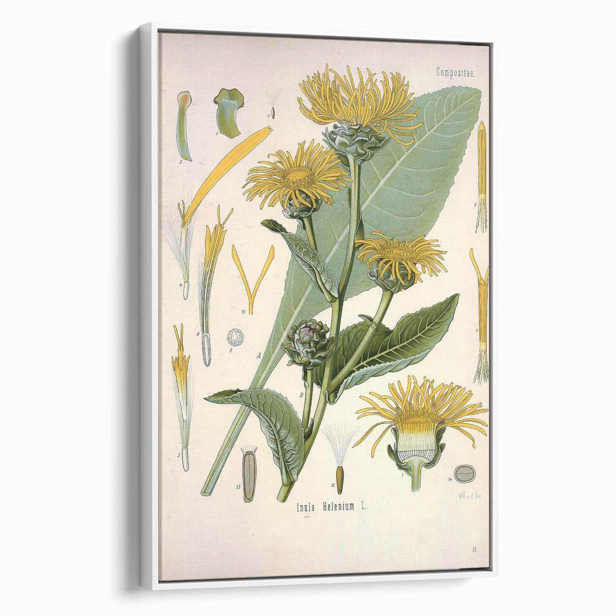 Botanical Art Prints – Vintage Floral Illustration Art