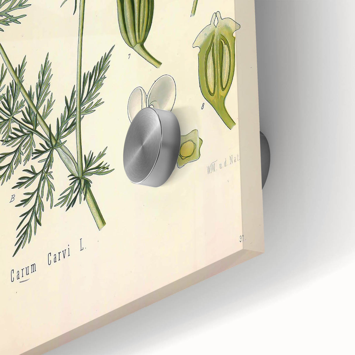 Botanical Art Prints – Vintage Herb Illustration Art