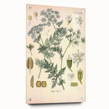 Botanical Art Prints – Vintage Herb Illustration Art