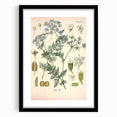 Botanical Art Prints – Vintage Herb Illustration Art