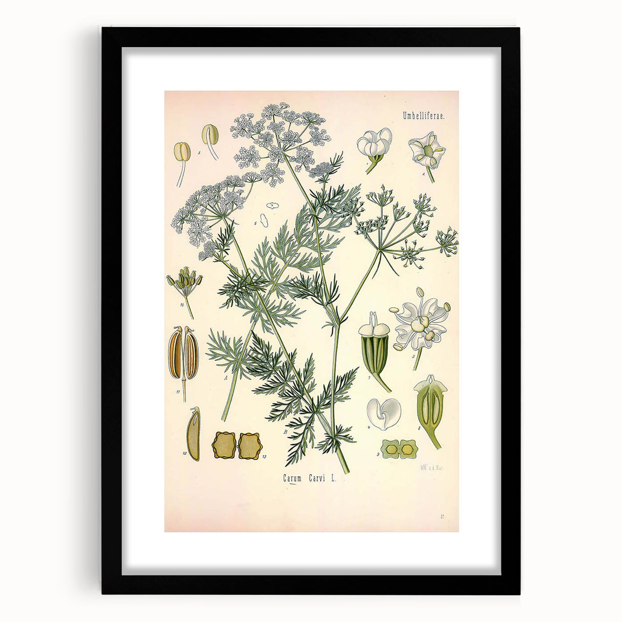Botanical Art Prints – Vintage Herb Illustration Art