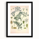 Botanical Art Prints – Vintage Herb Illustration Art