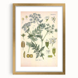 Botanical Art Prints – Vintage Herb Illustration Art