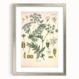 Botanical Art Prints – Vintage Herb Illustration Art