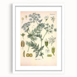 Botanical Art Prints – Vintage Herb Illustration Art