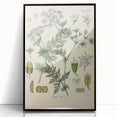 Botanical Art Prints – Vintage Herb Illustration Art