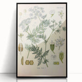 Botanical Art Prints – Vintage Herb Illustration Art